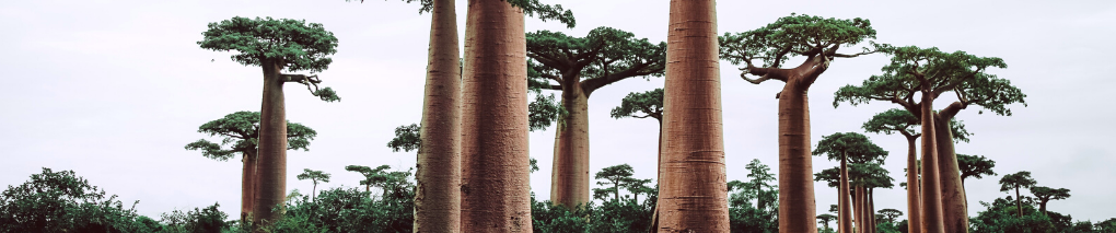 baobab header