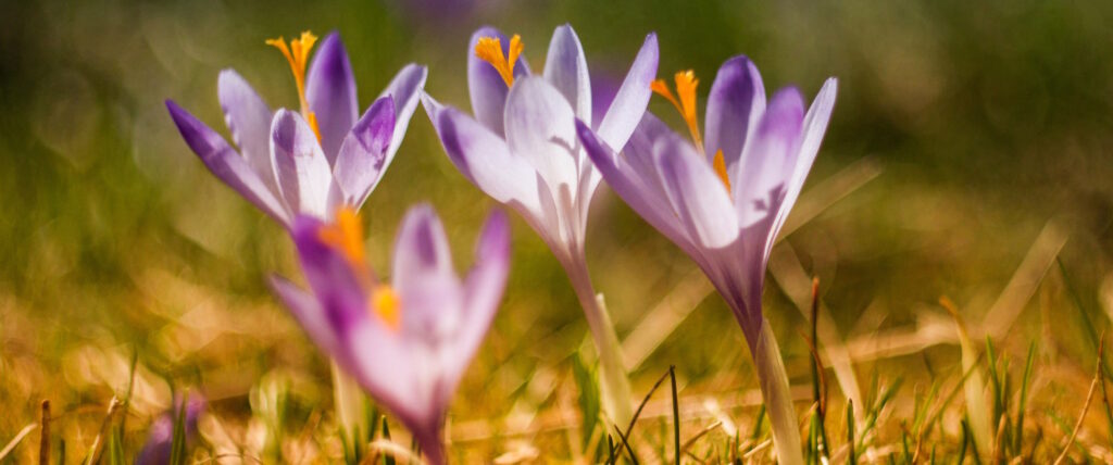 Four crocuses