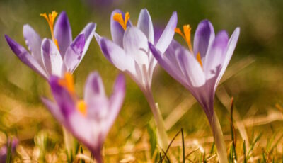 Four crocuses