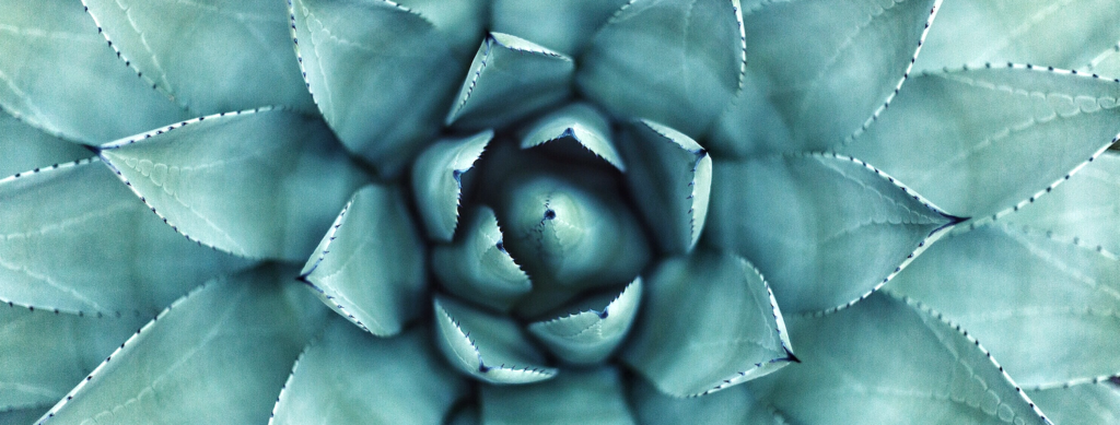 A close up of the centre of a succulent plant